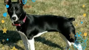 Рэт терьеры