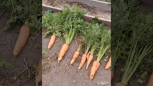 Уборка моркови сорта "Канада"