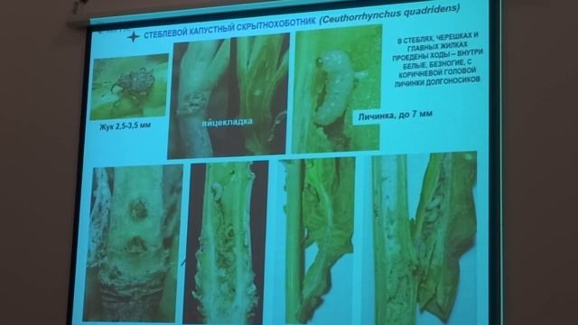 Вредители рапса в весенне-летний период смотреть онлайн