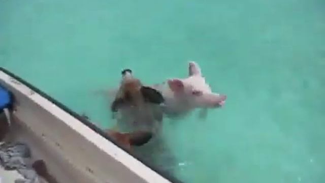 Плавающие поросята смотреть онлайн