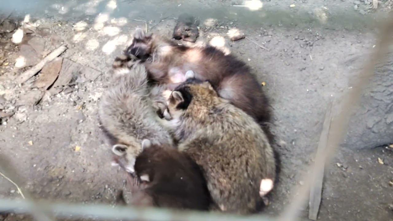 Термальные источники Жемчужина Кавказа.25 июля 2023 смотреть онлайн