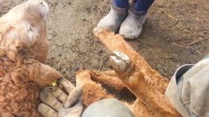 (244) копытная Болезнь ягнят, и как я это лечу..