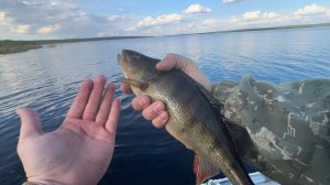 ДИКИЙ ОКУНЬ. Рыбалка 23.08.24 (Якутия)