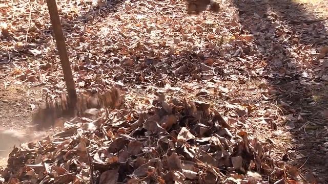 Школьники из Моховой Пади очистили от мусора 2 гектара земли смотреть онлайн