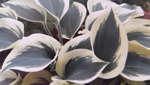 #hosta #BlueIvory #хоста / Хоста гибридная Блу Айвори ( лат. hosta Blue Ivory). Достоинства хосты