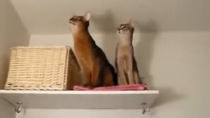 Прикольные абиссинские котята
