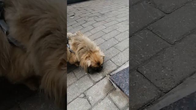 Помесь пекинеса и дворняги (Cross between Pekingese and mongrel)