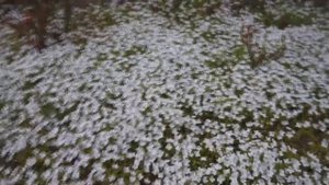 Вероника ползучая и спирея японская голден принцесс