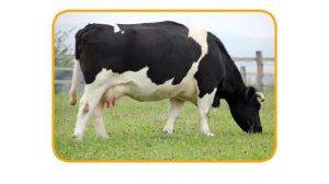 Club Baboo | The Animal Alphabet | Learn the ABC with Baboo's cartoon animals