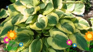 Хоста гибридная Карнавал. Краткий обзор, описание характеристик hosta hybrida Carnival