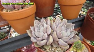 Have A Merry Succulent Christmas 2020 | Growing Succulents with LizK