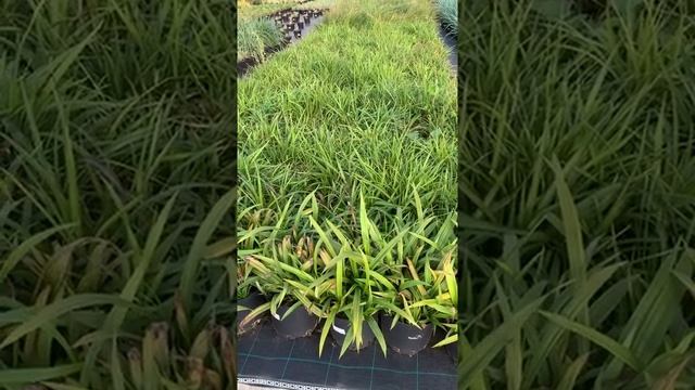САМЫЕ КРАСИВЫЕ И ТРЕНДОВЫЕ ЗЛАКИ