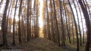 Пышное природы увядание