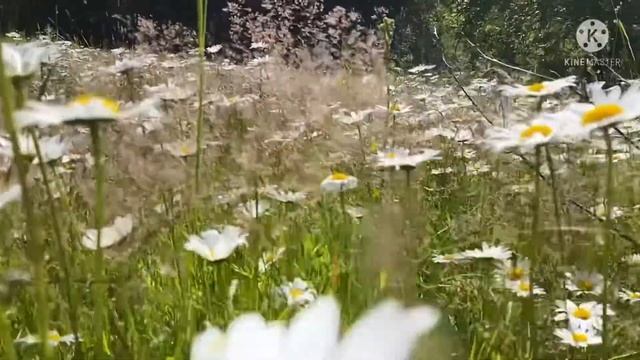 •Постриглась НАЛЫСО/ /ем первый раз доширак~ смотреть онлайн