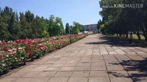 Vlog: как в лагере,, Красная гвоздика"