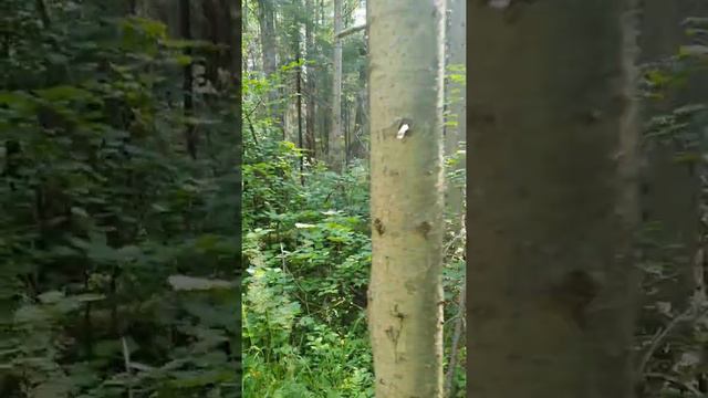 Нагонка смычка русских гончих.  Выжловки 9 месяцев