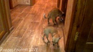 5 ИДЕЙ - ЛАЙФХАКОВ ДЛЯ КОТА