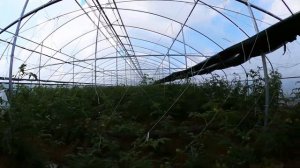 Обзор туннельной теплицы. ООО "АгроСтройКомплект"