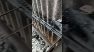 Вращатель шампуров на электродвигателе РД-09