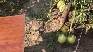 Огурец ЛИМОН. Lemon Cuke Cucumber
