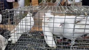 Ярмарка Кропоткин -27.11.2022г Обзор птичьего рынка !!! Канарейки ,Попугаи ,Голуби !!!