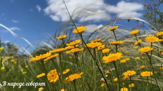 Когда МАСЛЕНИЦА в 2023 году: когда начинается и заканчивается. смотреть онлайн