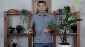 Хранение саженцев винограда зимой - советы Анатолия Сидоровича. Как сохранить саженцы винограда?