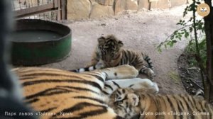 Тигрица Фрося и ее малыши. Тигры Тайгана. Tigress Frosya and her cubs.
