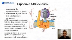 Мини-вебинар по биологии | Что такое АТФ-синтаза? | Cool School
