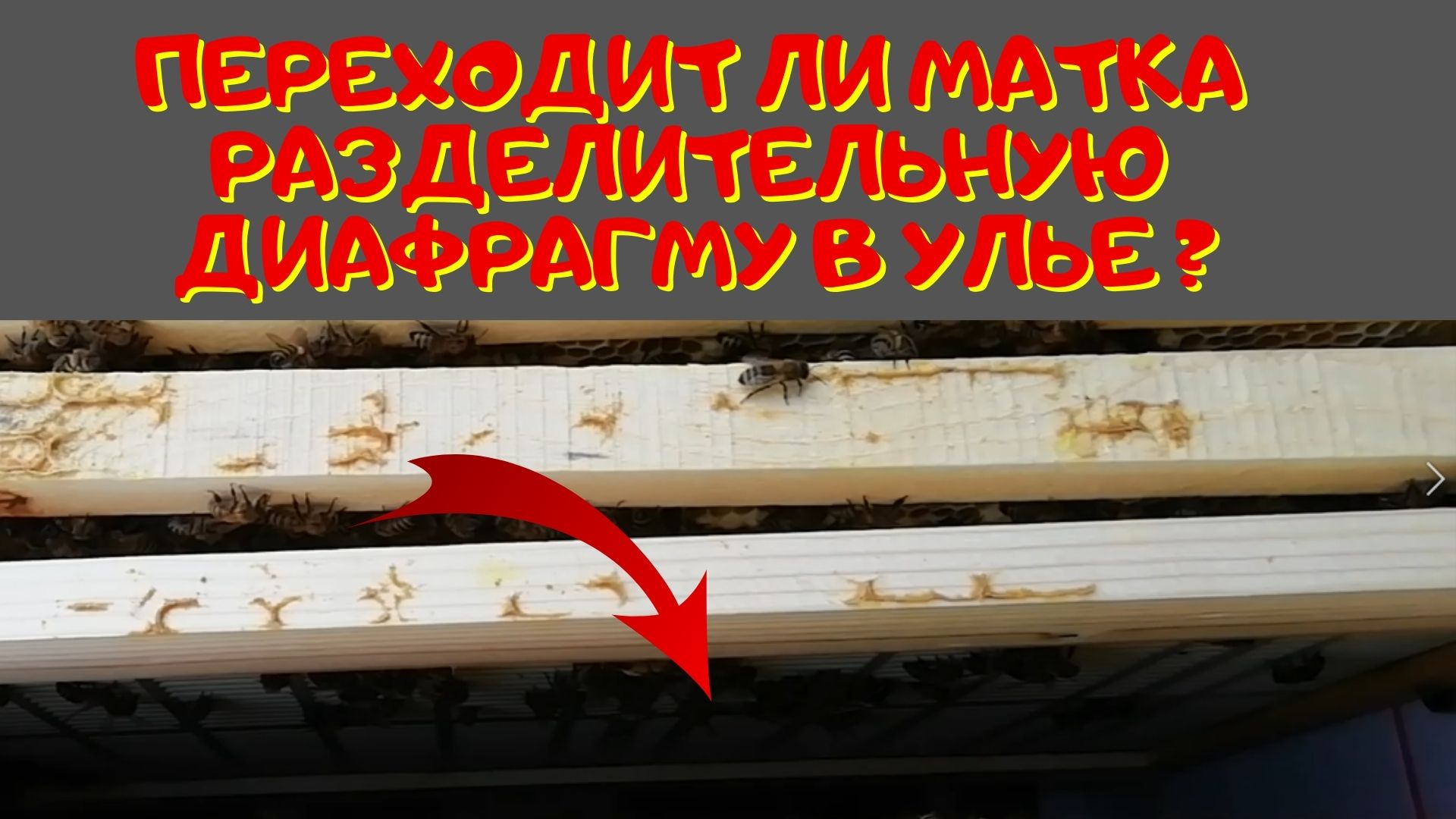 Переходит ли матка разделительную диафрагму в улье? смотреть онлайн