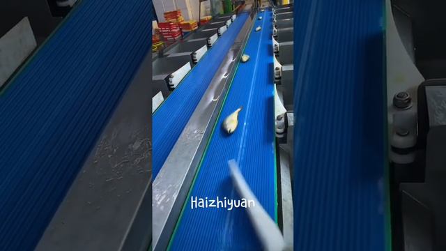 Fish weight sorting machine #food #seafood #seafoodprocessing #fishing #equipment