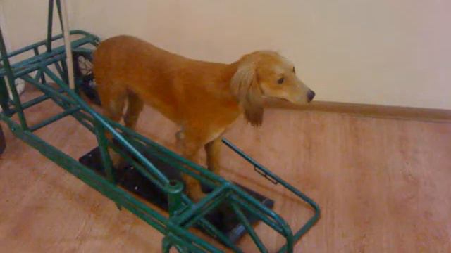 Питомник собаководства( Московсая область) смотреть онлайн