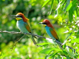 Райские птицы – Золотистые щурки в овражках на околице!