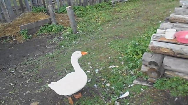 Гуси Линда концерт по заявке. смотреть онлайн