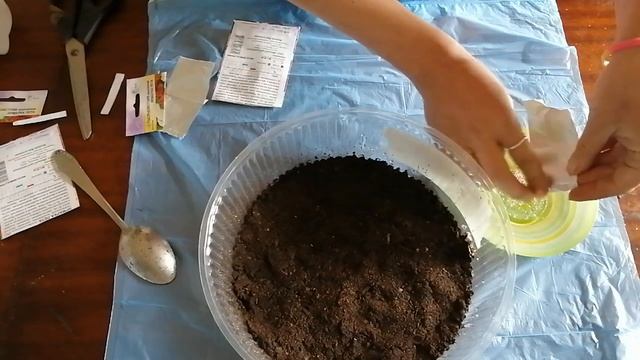 Посев семян Тысячелистника