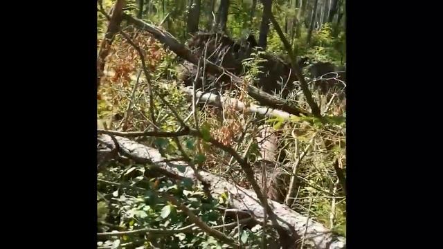 Иван-чай блог. Прогулка в лес за иван-чаем и таволгой. смотреть онлайн