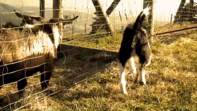 Sony HXR-MC2000E - Demoaufnahmen смотреть онлайн