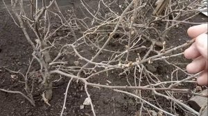 Обработка смородины и крыжовника ранней весной