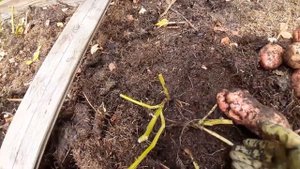 Картофель выращенный без земли,результат эксперимента.
Капустка,редиска,Поча и прочее