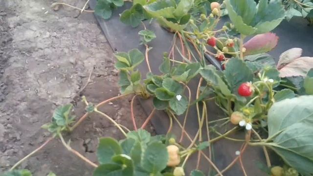 «Клубника Кабрилло:/Готовим саженцы с открытой корневой/. смотреть онлайн