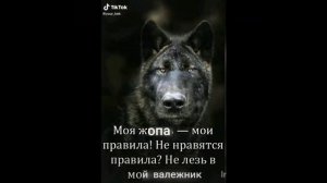 подборка видосов с тик-тока, безумно можно быть первым, волк, цитаты волка