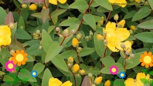 Зверобой раскидистый Хидкот. Краткий обзор, описание характеристик hypericum patulum Hidcote