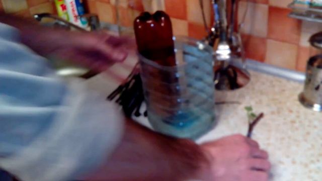 Проращивание черенков винограда в воде. (УРОВЕНЬ ВОДЫ) смотреть онлайн