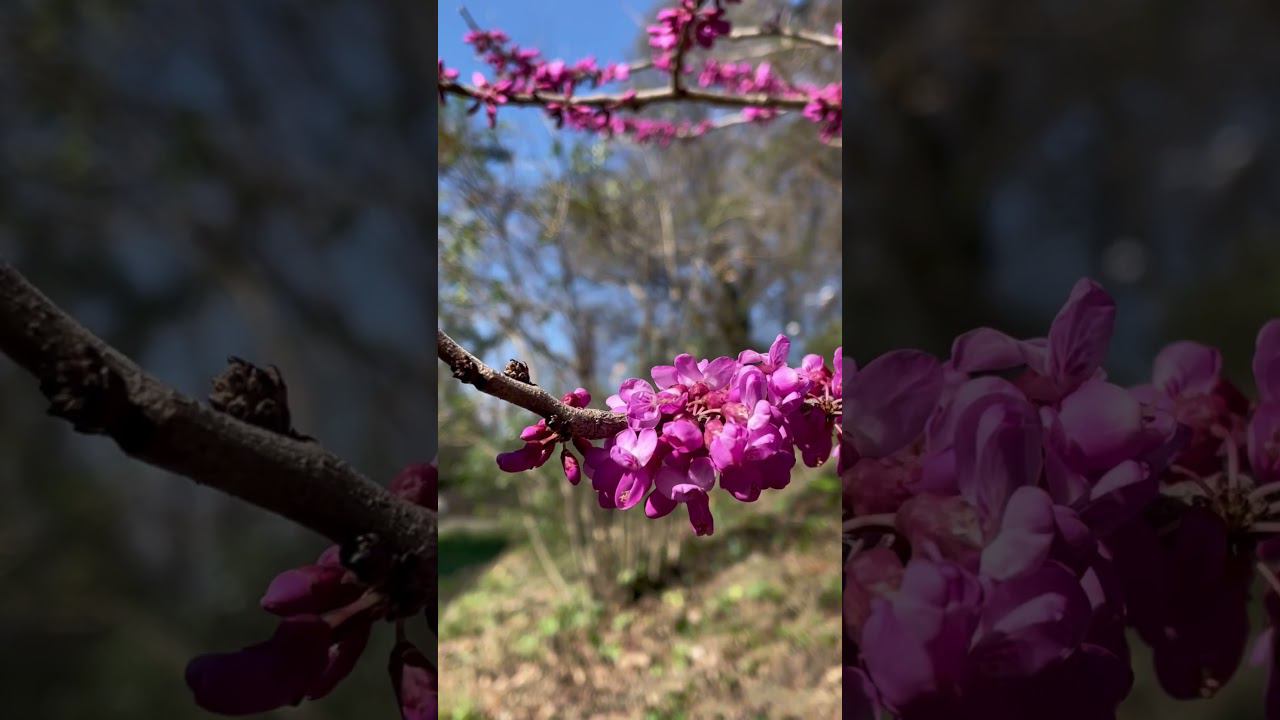 Сочинская весна! смотреть онлайн