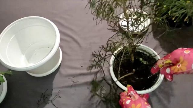 Хатиора. Уход в домашних условиях. Неприхотливый сад смотреть онлайн