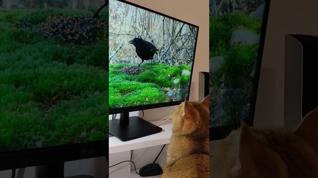 Охотник  #безкотаижизньнета #смешныекоты #золотаяшиншилла #cat #funny #коты #animal #cutecat