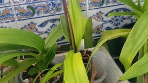 Phragmipedium . Цветение Fritz Schomburg и Mem Dick Clements