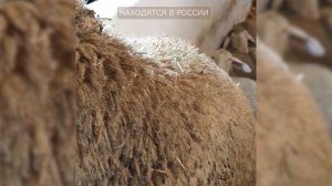 Овцы породы Мериноландшаф! Мясная, шерстяная порода овец! Племенные овцы породы Мериноланд ярки!
