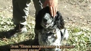 Собака поисково-спасательной службы. Всероссийские испытания