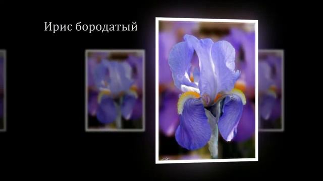 Цветы Весны смотреть онлайн